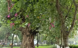 Tím biếc một góc trời Hà Nội